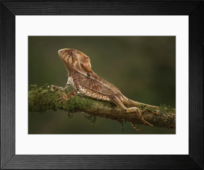 Framed Print : Helmeted Basilisk Lizard, Costa Rica Framed Print : Helmeted Basilisk Lizard, Costa Rica