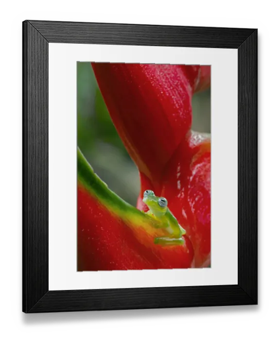 Framed Print : Ghost Glass Frog, Costa Rica