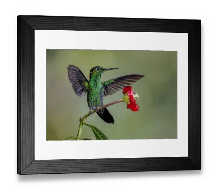 Framed Print : Green Crowned Brilliant hummingbird, Costa Rica Framed Print : Green Crowned Brilliant hummingbird, Costa Rica