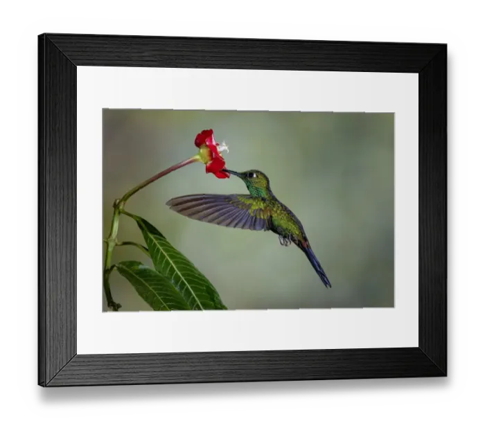 Framed Print : Green Crowned Brilliant hummingbird, Costa Rica