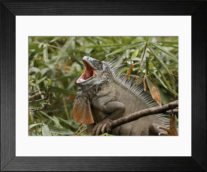 Framed Print : Green Iguana, Costa Rica