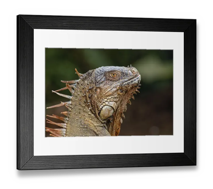 Framed Print : Green Iguana, Costa Rica