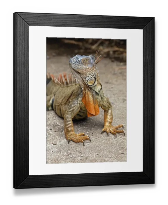 Framed Print : Green Iguana, Costa Rica