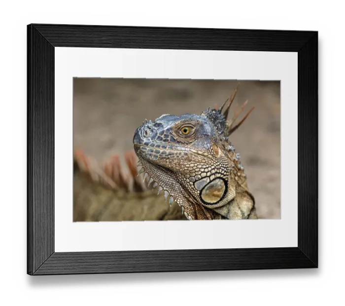 Framed Print : Green Iguana, Costa Rica Framed Print : Green Iguana, Costa Rica