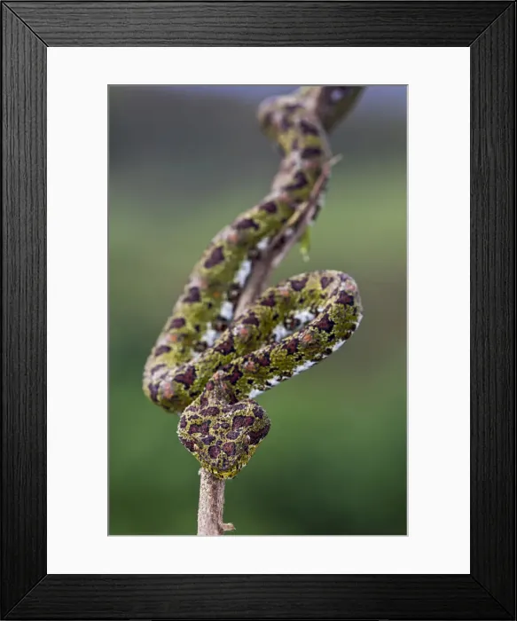 Framed Print : Eyelash Viper, Costa Rica Framed Print : Eyelash Viper, Costa Rica