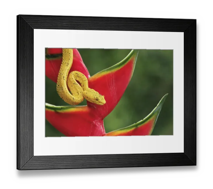 Framed Print : Eyelash Viper, Costa Rica Framed Print : Eyelash Viper, Costa Rica
