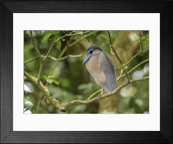 Framed Print : Boat billed Heron, Costa Rica Framed Print : Boat billed Heron, Costa Rica