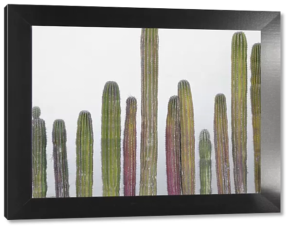 Colorful cactus. Cabo San Lucas, Mexico