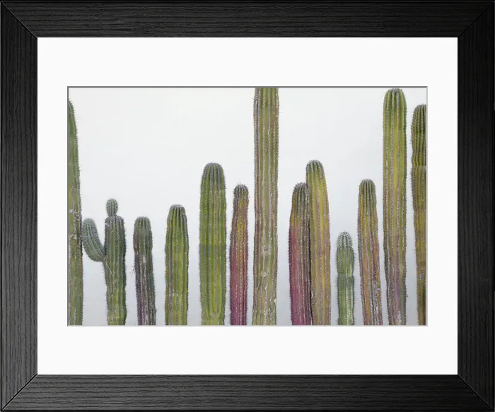 Framed Print : Colorful cactus. Cabo San Lucas, Mexico Framed Print : Colorful cactus. Cabo San Lucas, Mexico