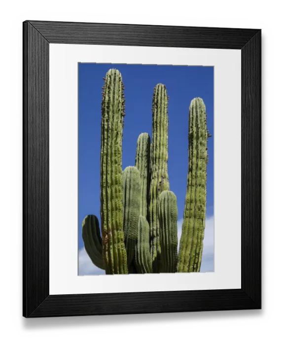 Framed Print : Cactus. Cabo San Lucas, Mexico Framed Print : Cactus. Cabo San Lucas, Mexico