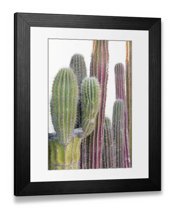 Framed Print : Colorful cactus. Cabo San Lucas, Mexico