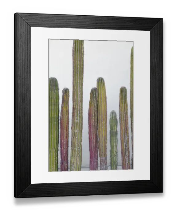 Framed Print : Colorful cactus. Cabo San Lucas, Mexico Framed Print : Colorful cactus. Cabo San Lucas, Mexico