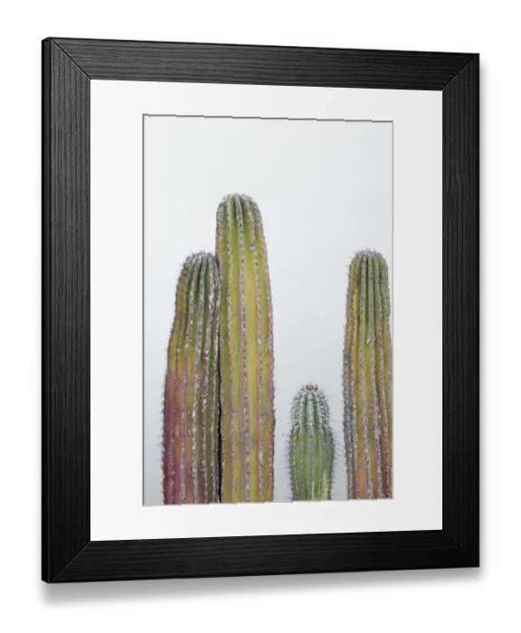 Framed Print : Colorful cactus. Cabo San Lucas, Mexico
