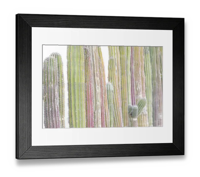 Framed Print : Colorful cactus. Cabo San Lucas, Mexico