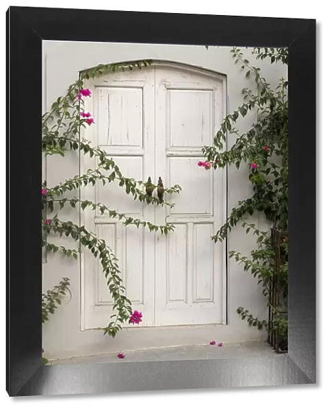 Todos Santos, Mexico. White door in a white wall partly covered with flowers