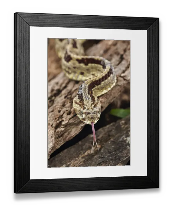 Framed Print : Neotropical Rattlesnake, Costa Rica Framed Print : Neotropical Rattlesnake, Costa Rica