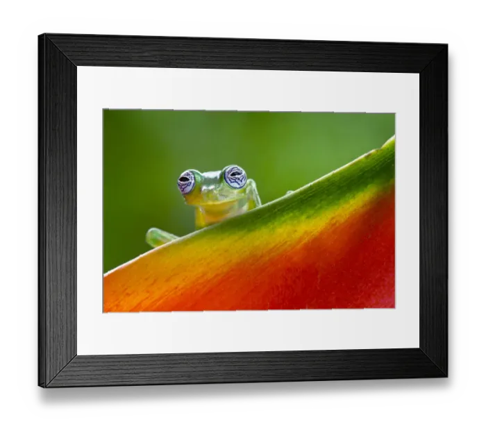 Framed Print : Ghost Glass Frog, Costa Rica Framed Print : Ghost Glass Frog, Costa Rica