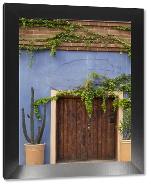Todos Santos, Mexico. Wooden doorway in a blue stucco wall with ivy