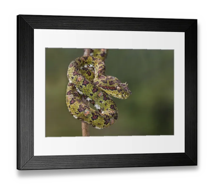 Framed Print : Eyelash Viper, Costa Rica Framed Print : Eyelash Viper, Costa Rica