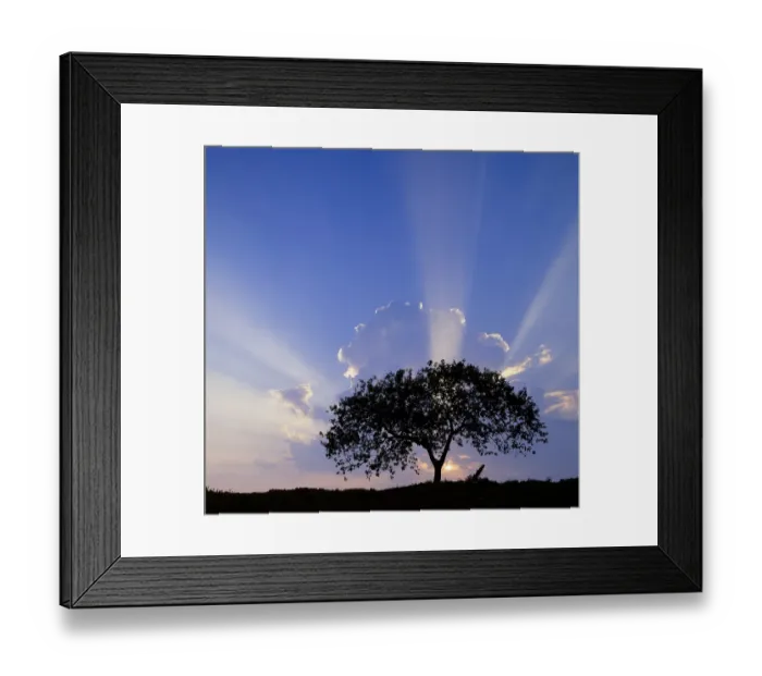 Framed Print : Single tree silhouetted at sunrise, Costa Rica Framed Print : Single tree silhouetted at sunrise, Costa Rica