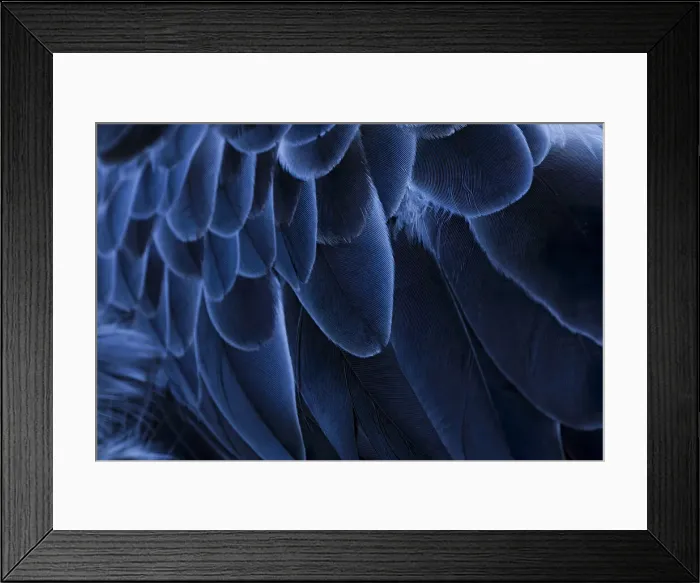 Framed Print : Pattern in feathers of Southern screamer or Crested screamer, native to Peru, Bolivia, Paraguay