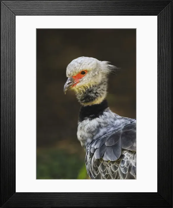 Framed Print : Southern screamer or Crested screamer, native to Peru, Bolivia, Paraguay Framed Print : Southern screamer or Crested screamer, native to Peru, Bolivia, Paraguay