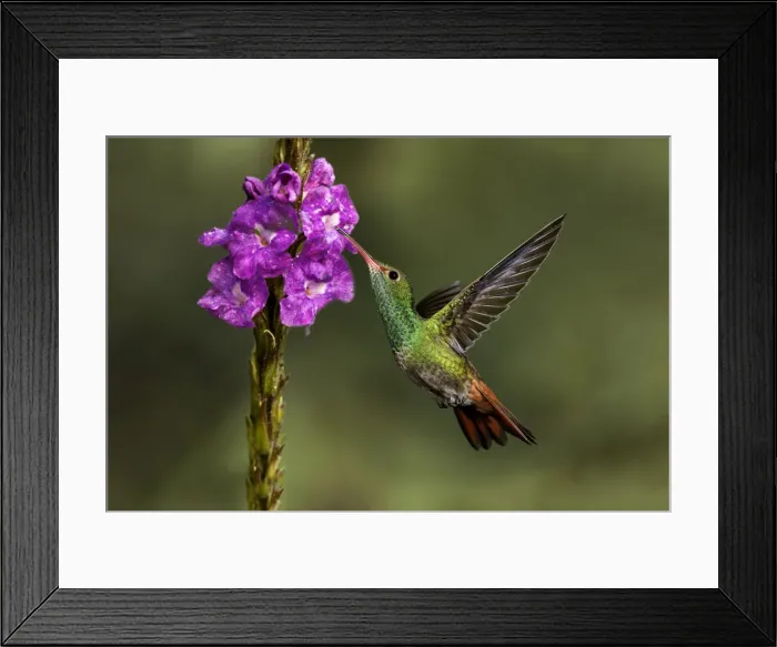 Framed Print : Rufous tailed hummingbird, Costa Rica Framed Print : Rufous tailed hummingbird, Costa Rica