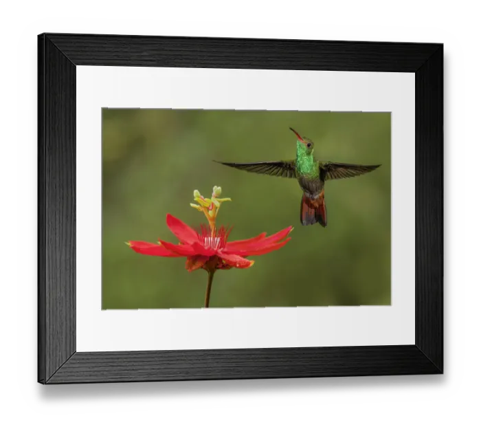 Framed Print : Rufous tailed hummingbird, Costa Rica Framed Print : Rufous tailed hummingbird, Costa Rica