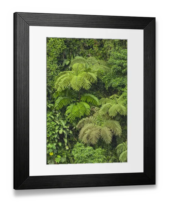 Framed Print : Cloud forest trees and vegetation in the mountains of Bajos del Toro Amarillo, Sarchi, Costa Rica Framed Print : Cloud forest trees and vegetation in the mountains of Bajos del Toro Amarillo, Sarchi, Costa Rica