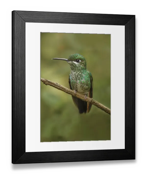 Framed Print : Green Crowned Brilliant hummingbird, Costa Rica