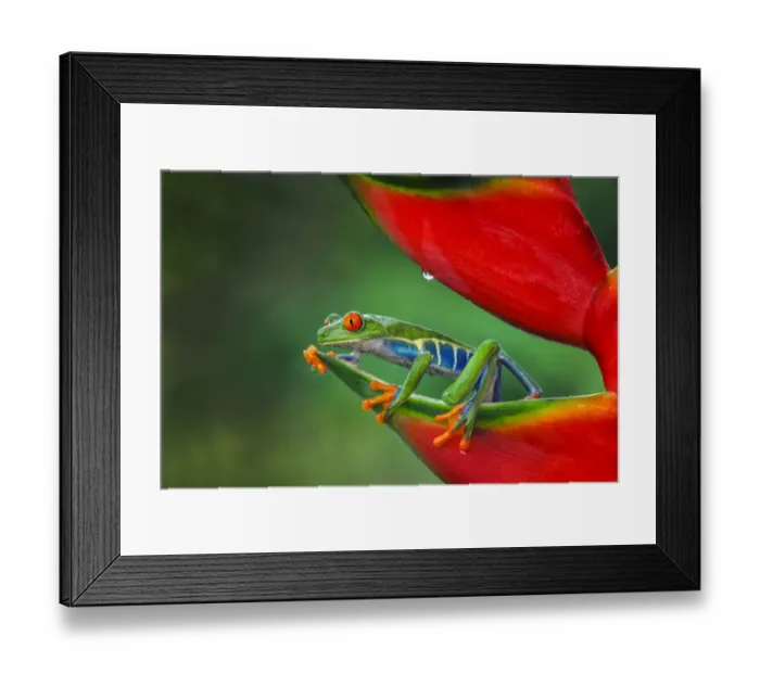 Framed Print : Red-eyed Treefrog, Costa Rica Framed Print : Red-eyed Treefrog, Costa Rica