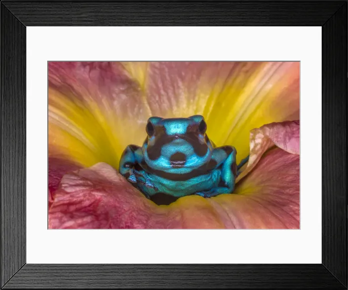 Framed Print : Costa Rica. Poison dart frog in flower Framed Print : Costa Rica. Poison dart frog in flower