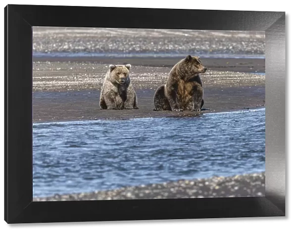 Adult female grizzly bear and cub fishing, Lake Clark National Park and Preserve, Alaska