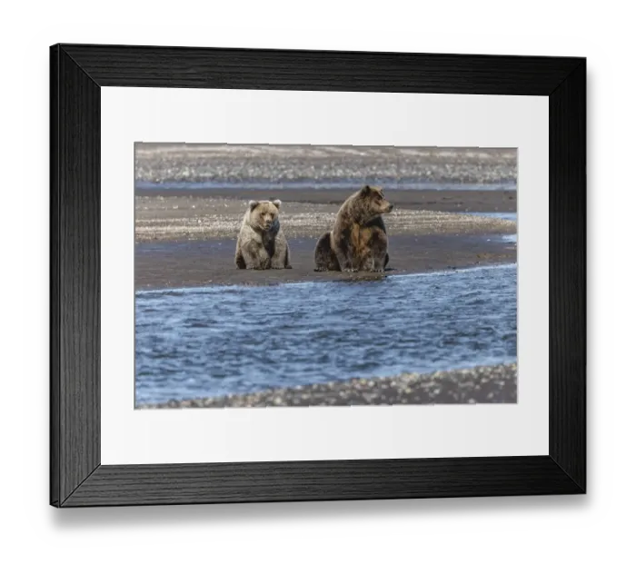 Framed Print : Adult female grizzly bear and cub fishing, Lake Clark National Park and Preserve, Alaska
