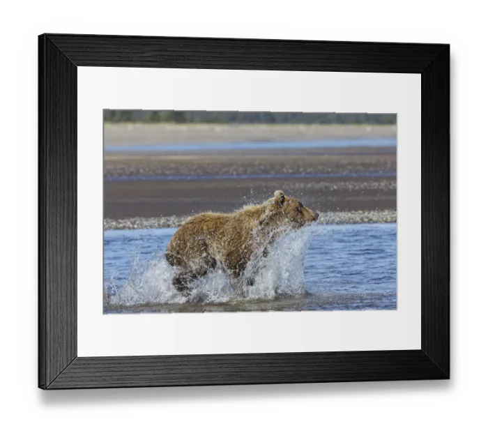 Framed Print : Grizzly bear chasing fish in Silver Salmon Creek, Lake Clark National Park and Preserve, Alaska Framed Print : Grizzly bear chasing fish in Silver Salmon Creek, Lake Clark National Park and Preserve, Alaska