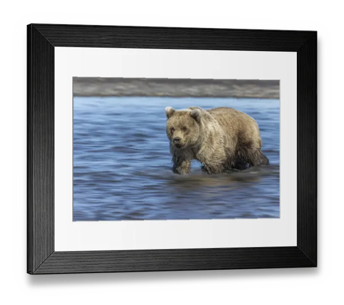 Framed Print : Grizzly bear cub, Lake Clark National Park and Preserve, Alaska Framed Print : Grizzly bear cub, Lake Clark National Park and Preserve, Alaska
