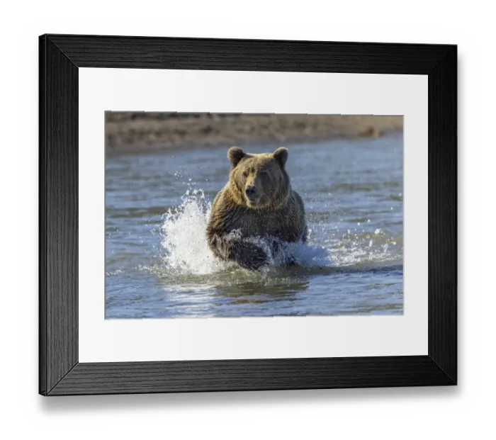 Framed Print : Grizzly bear chasing fish in Silver Salmon Creek, Lake Clark National Park and Preserve, Alaska Framed Print : Grizzly bear chasing fish in Silver Salmon Creek, Lake Clark National Park and Preserve, Alaska