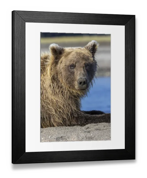 Framed Print : Grizzly bear resting, Lake Clark National Park and Preserve, Alaska Framed Print : Grizzly bear resting, Lake Clark National Park and Preserve, Alaska