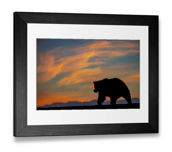 Framed Print : Adult grizzly bear silhouetted on beach at sunrise, Lake Clark National Park and Preserve, Alaska, Silver Salmon Creek Framed Print : Adult grizzly bear silhouetted on beach at sunrise, Lake Clark National Park and Preserve, Alaska, Silver Salmon Creek