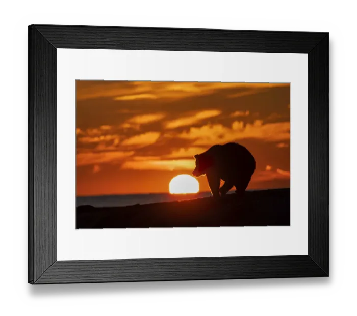 Framed Print : Adult grizzly bear silhouetted on beach at sunrise, Lake Clark National Park and Preserve, Alaska, Silver Salmon Creek