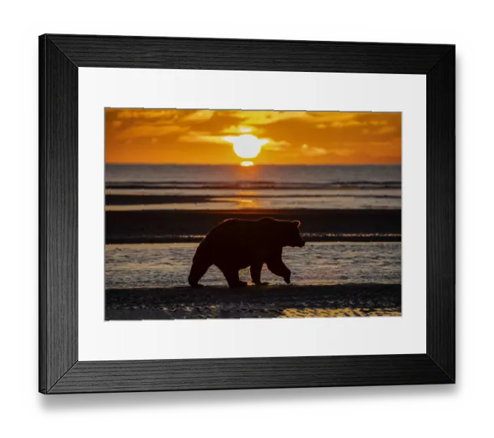 Framed Print : Adult grizzly bear silhouetted on beach at sunrise, Lake Clark National Park and Preserve, Alaska, Silver Salmon Creek Framed Print : Adult grizzly bear silhouetted on beach at sunrise, Lake Clark National Park and Preserve, Alaska, Silver Salmon Creek