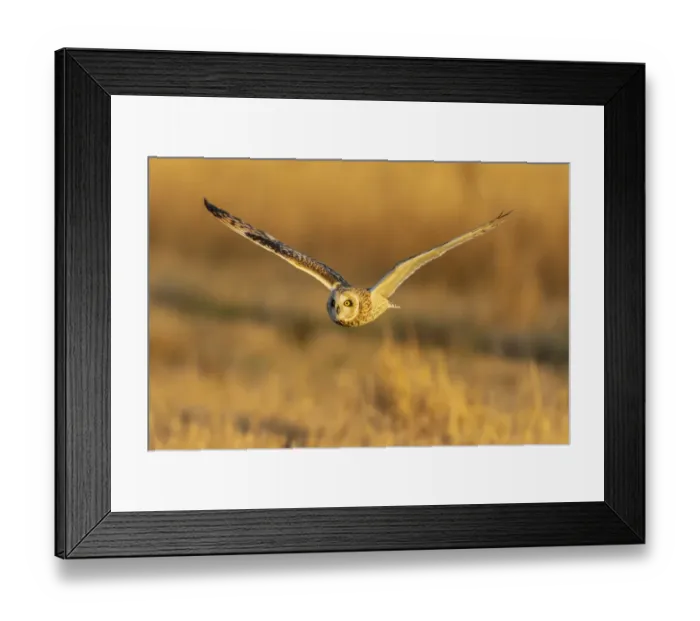 Framed Print : Short-eared owl flying, Prairie Ridge State Natural Area, Marion County, Illinois Framed Print : Short-eared owl flying, Prairie Ridge State Natural Area, Marion County, Illinois