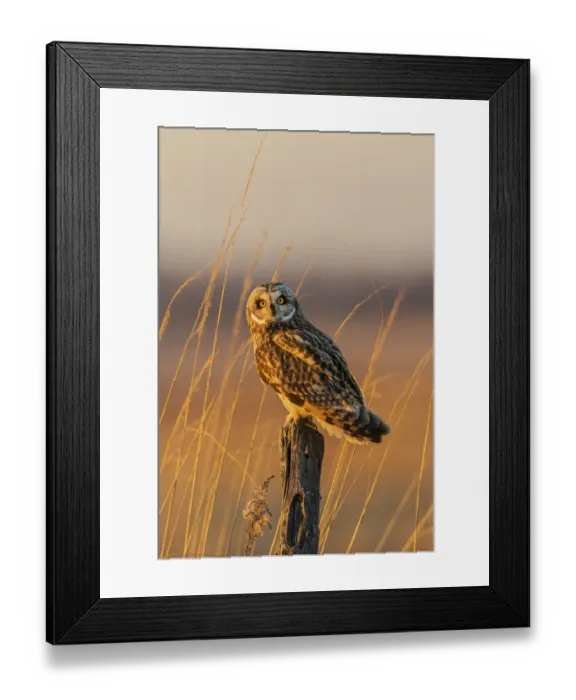 Framed Print : Short-eared owl perched on fence post, Prairie Ridge State Natural Area, Marion County, Illinois Framed Print : Short-eared owl perched on fence post, Prairie Ridge State Natural Area, Marion County, Illinois