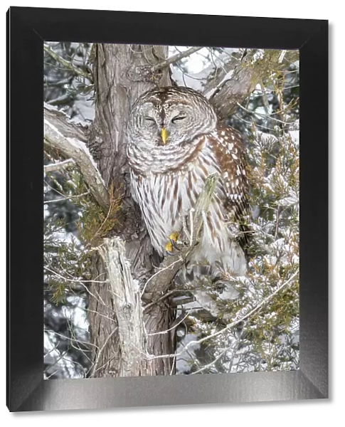 Barred owl in red cedar tree in snow, Marion County, Illinois