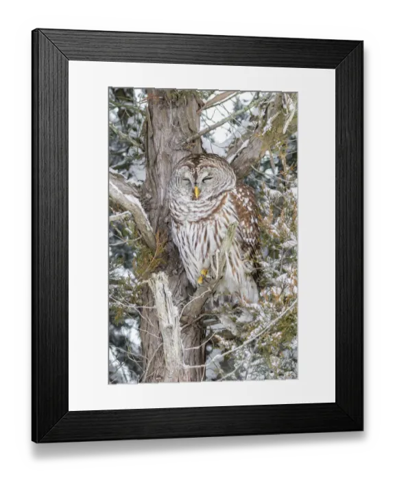 Framed Print : Barred owl in red cedar tree in snow, Marion County, Illinois Framed Print : Barred owl in red cedar tree in snow, Marion County, Illinois