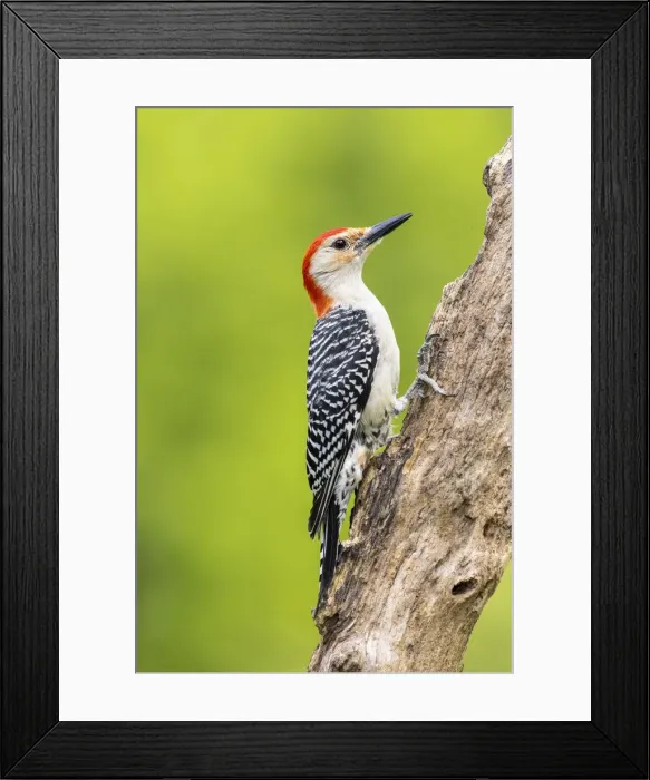 Framed Print : Red-bellied woodpecker male on dead tree, Marion County, Illinois Framed Print : Red-bellied woodpecker male on dead tree, Marion County, Illinois