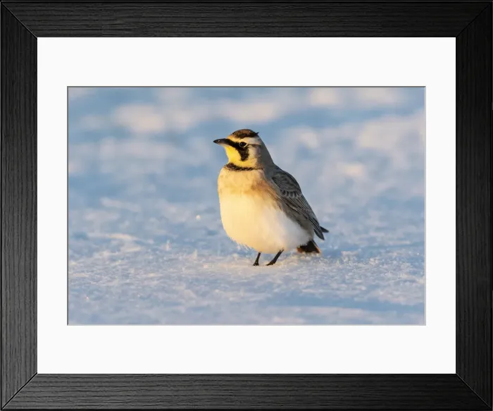 Framed Print : Horned lark in snow, Marion County, Illinois Framed Print : Horned lark in snow, Marion County, Illinois