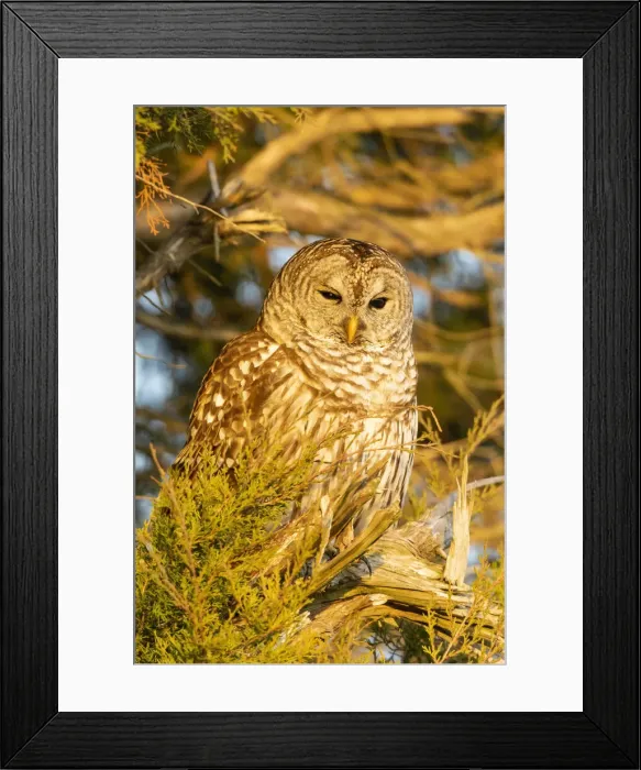Framed Print : Barred owl in red cedar tree, Marion County, Illinois Framed Print : Barred owl in red cedar tree, Marion County, Illinois