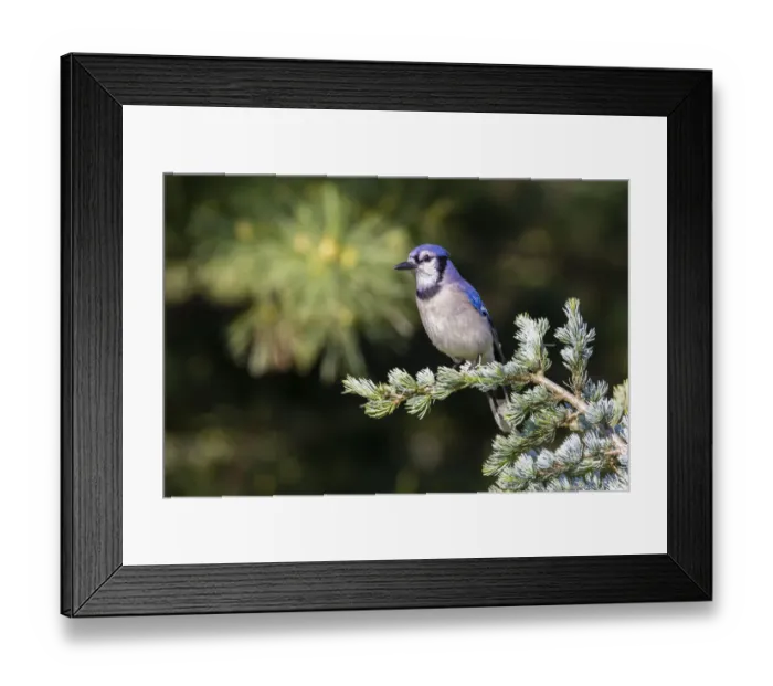 Framed Print : Blue jay in blue atlas cedar, Marion County, Illinois Framed Print : Blue jay in blue atlas cedar, Marion County, Illinois
