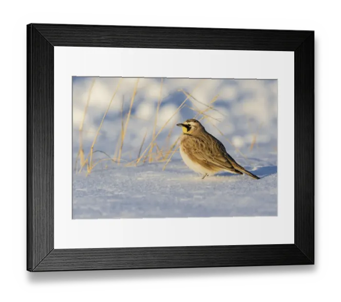 Framed Print : Horned lark in snow, Marion County, Illinois